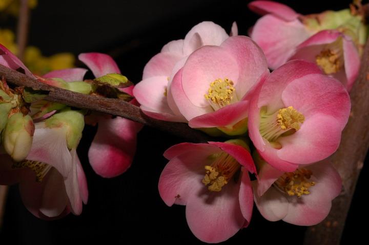 Cây Cỏ và Linh Hồn