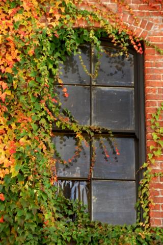 LÁ THƯ TRONG  TÙ