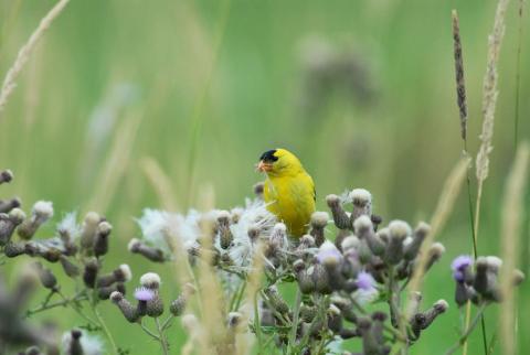 Mấy Dòng Thương