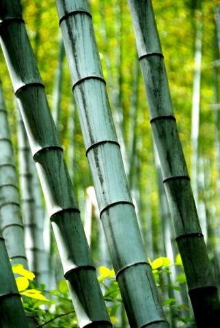 Mấy Vận Thơ Đường Luật