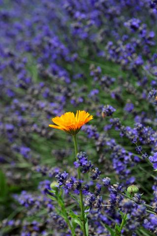 Nghe Tiếng Đàn Khuya