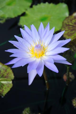 CŨNG LÀ BIỂN DÂU