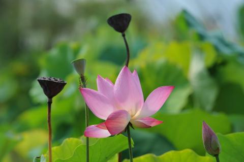 MỘT BUỔI CHIỀU TRÊN XỨ NGƯỜI