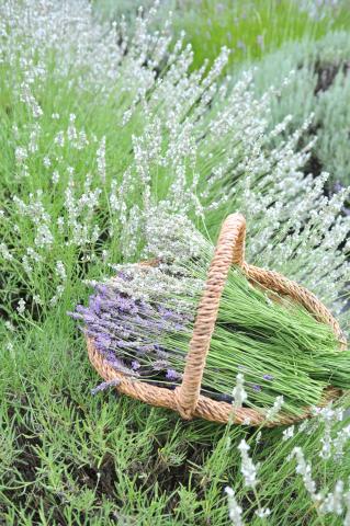  NGƯỜI MẸ TRẺ SAU MÙA CHINH CHIẾN