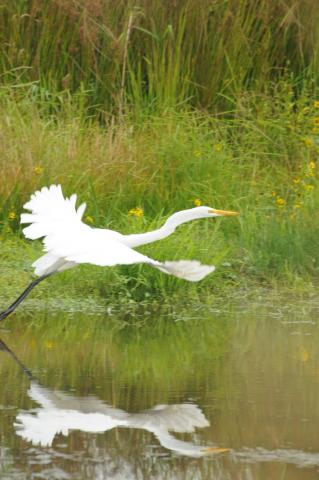 Huyền Thoại Trương Chi