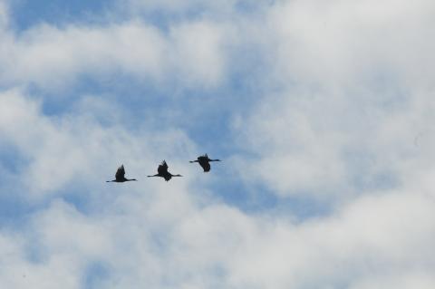 Người Ảnh và Chim Hạc