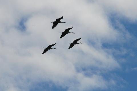 Giấc Mơ Hoàng Hạc                                               