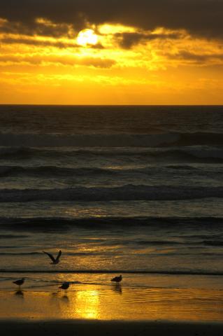 Hồn  Sầu Chiêu Niệm