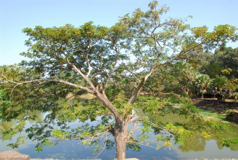 Cây khế mẹ trồng 