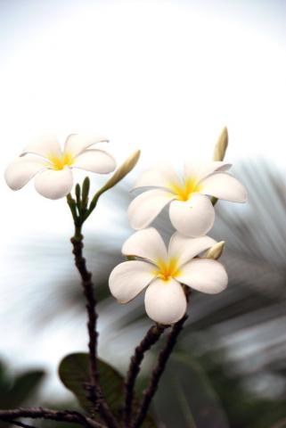 Cũng dường chưa quen.