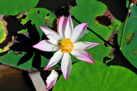 NÓI VỚI BẠN GIÀ