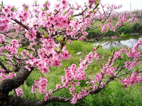 Đón Xuân Này, Nhớ Xuân Xưa