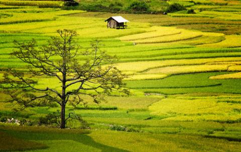  TÌNH QUÊ HƯƠNG