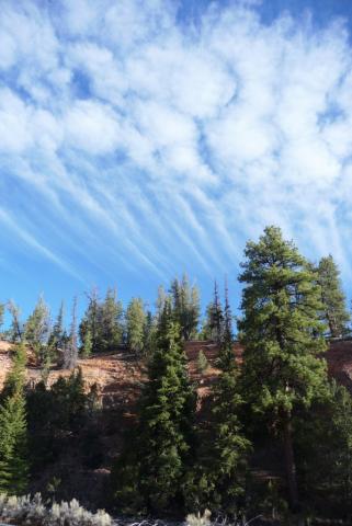 PHÙ DU CÕI NGƯỜI 