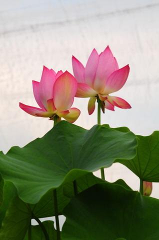 Xem Chỉ Bàn Tay