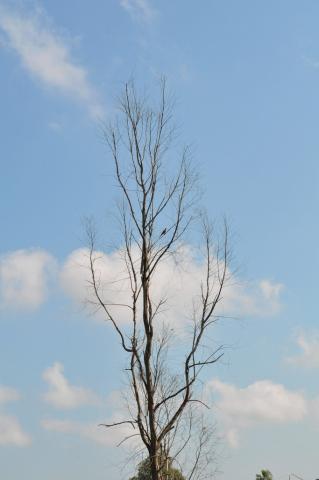 Mây Trắng Chiều