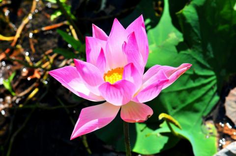 HUYỄN TUYẾT TRĂNG