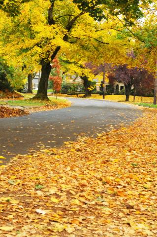 Đi Trên đường Thu