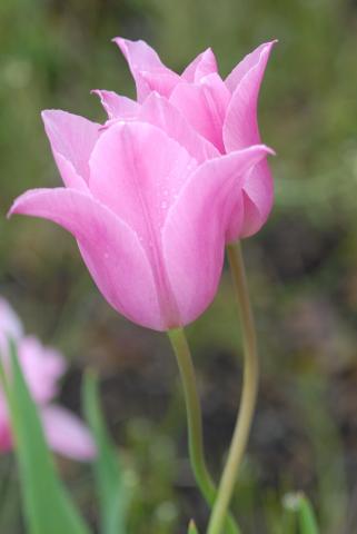 Cảm ơn bạn đời