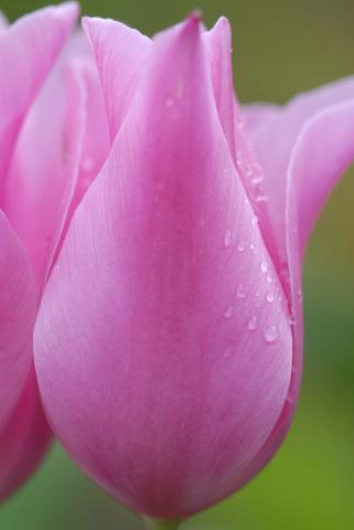 TÂY  THI  KHÓC  PHÙ  SAI