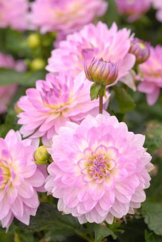 MÙA XUÂN CHỢT ĐẾN