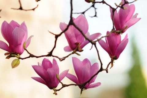 MỪNG XUÂN THẤT THẬP