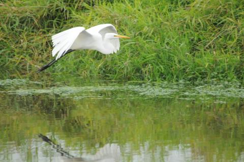 MỘNG DƯỚI TRĂNG