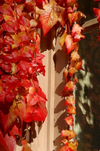 Fall Color  Ảnh:  Mary Nguyen