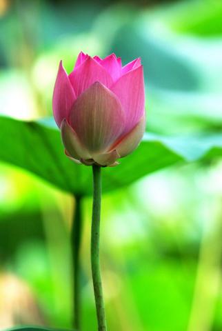 Tìm Nét Tuổi Xanh