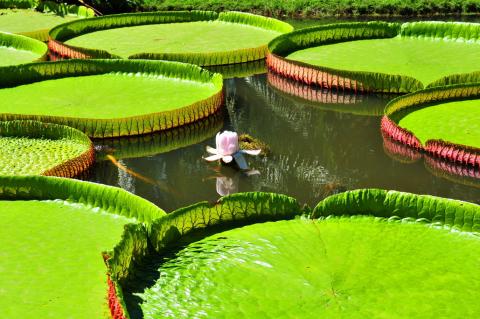Sống Với Vô Thường
