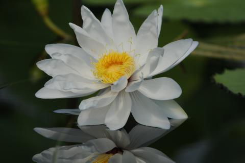 Tứ Tuyệt Cho Em