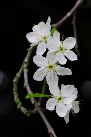 Xuân Tha Hương