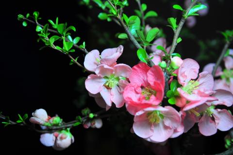 Tết Quê Người