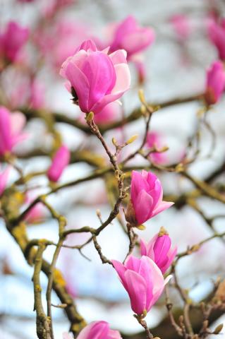 Magnolia