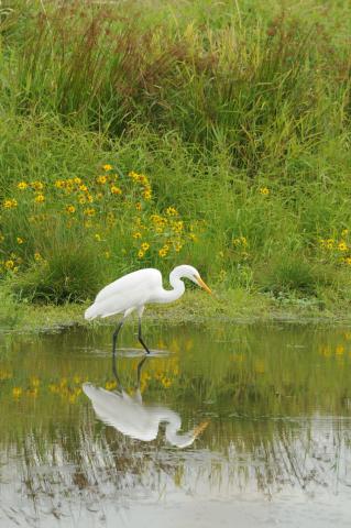Reflection